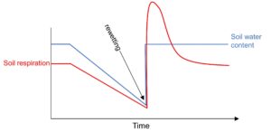 soil respiration